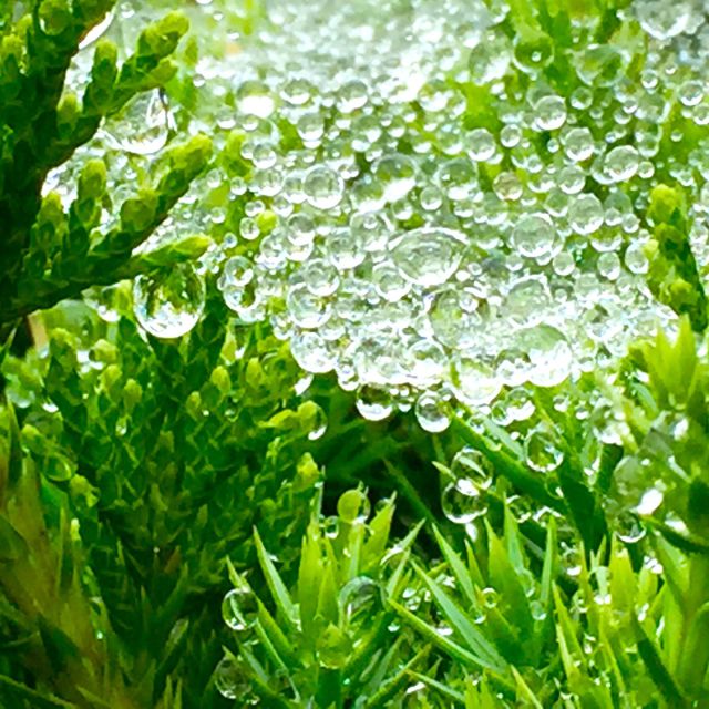 雨の日の楽しみ・・
植物×クモの巣×雨＝ファンタジー笑

時々写真を撮ります😊

#雨の日　#風景写真　#ファンタジー　#クモの巣　#植物　#モノトーン写真　#アート　#雨の日の過ごし方　#雨の日の楽しみ方