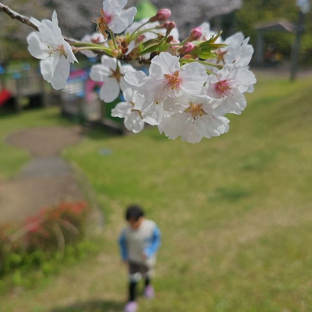 #さくら祭り 
#桜