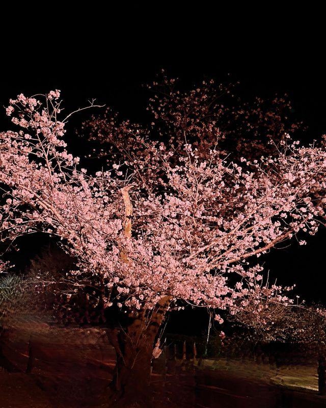 春は好きですか？
夜桜で癒し…
暖かい夜…
自然のパワーをいただいて…
明日の活力！！！

m.y

 #春
 #Spring
 #桜
 #ライトアップ
 #森塗装
 #森塗装株式会社