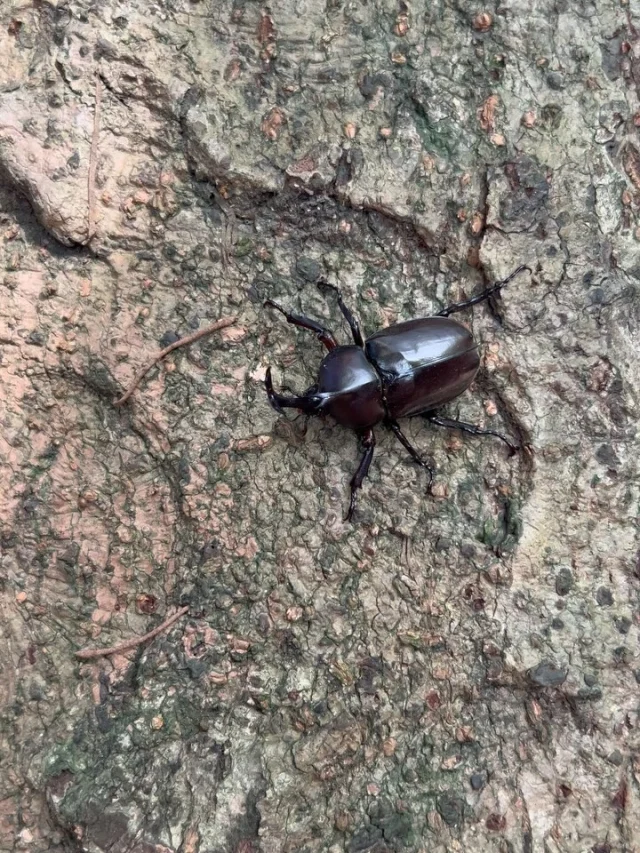 カブト虫何年かぶりに見つけた。

s.k